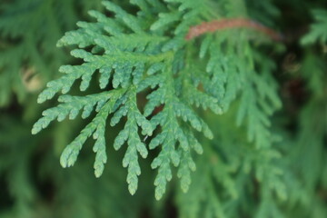 close up of fern leaf
