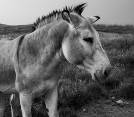 Donkey in black and white