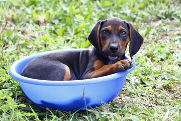 Puppy in washbowl
