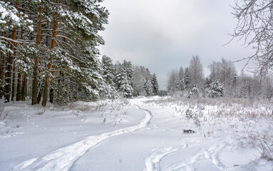 Snowy mixed forest in the month of December on a cloudy day.