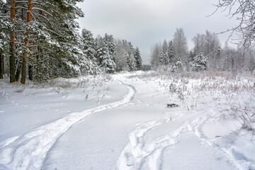 Snowy mixed forest in the month of December on a cloudy day.