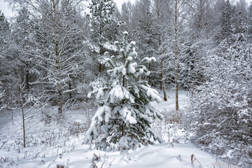Snowy mixed forest in the month of December on a cloudy day.
