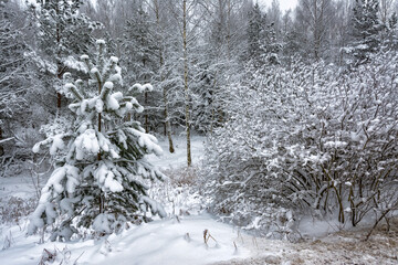 Snowy mixed forest in the month of December on a cloudy day.