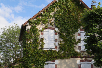 Fototapeta na wymiar Facade of an old house covered with grapes in Cabourg, Normandy