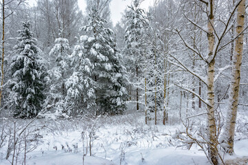 Snowy mixed forest in the month of December on a cloudy day.
