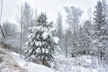 Snowy mixed forest in the month of December on a cloudy day.