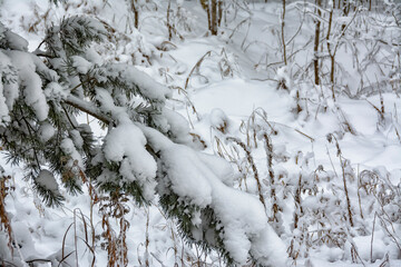 Snowy mixed forest in the month of December on a cloudy day.