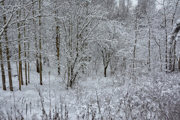 Snowy mixed forest in the month of December on a cloudy day.