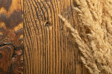 Pampas Grass Texture Background, Tussock Grass Panicles