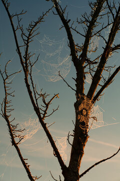 Many spider webs covered with water droplets hang on a bare tree in autumn. The sun is rising and the sky is partly colored red.