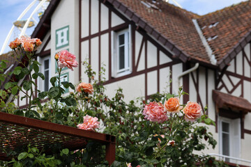 Fototapeta na wymiar Bush of roses with a typical Norman house in the background
