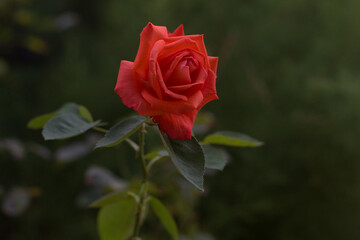 single red rose