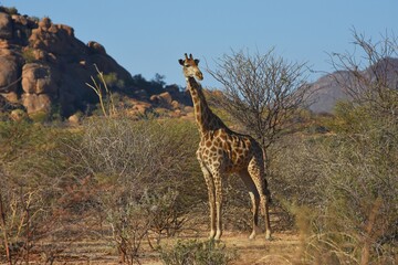 Afrikanische Steppengiraffe (giraffa camelopardalis) im Erongo Gebirge in Namibia. 