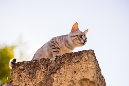 A Grey Tabby Cat Sitting On The Fence