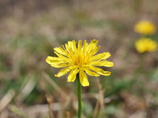 Obraz premium yellow flowers