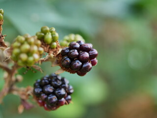 blackberry