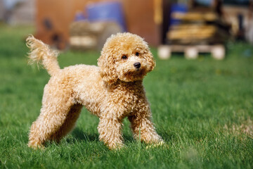 Cute small golden poodle standing on green lawn in the park. Happy dog.