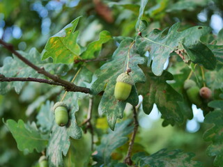 Obraz premium green tassel