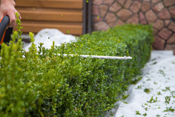 Trimming boxwood with chainsaws.