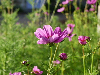 Fototapeta premium purple flowers