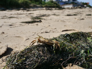 crab on seaweed