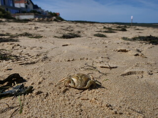 crab on beach