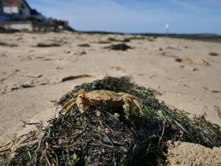 crab on seaweed