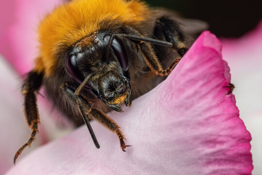 Bumblebee front portrait on purple flower in close up