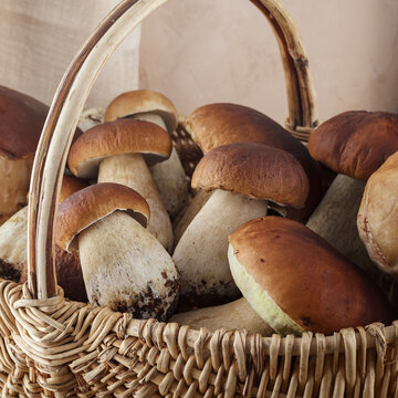 Brown cap boletus in a basket. Cooking delicious organic food mushroom.