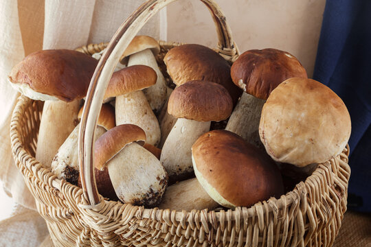 Boletus mushrooms, oily in a wicker basket. Autumn season. Autumn mood at autumn time.