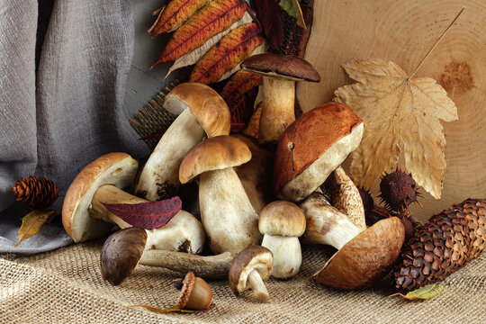 A still life with mushrooms. Boletus mushrooms and various autumn forest goodies on on rustic cloth.
