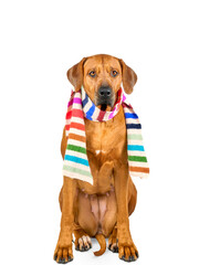 Rhodesian ridgeback dog with multicolour striped scarf isolated on white background