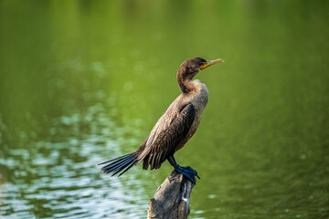 Cormorant perched on a log