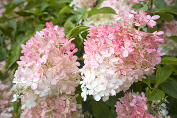 Close up view of pink hydrangea flower bloom	
