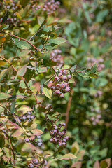 Blueberry bush with fruit clusters vertical