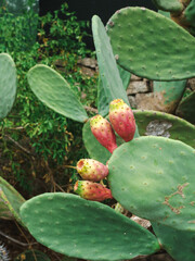 prickly pear cactus with ripe fruit 