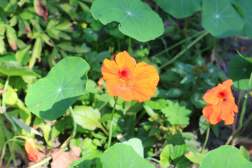 Close up view of Nasturtium large or Tropaeolum majus L