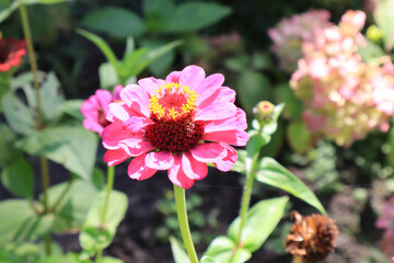 Close up view of Zinnia elegans in sunny day