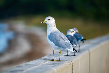 white headed gull on the sea wall