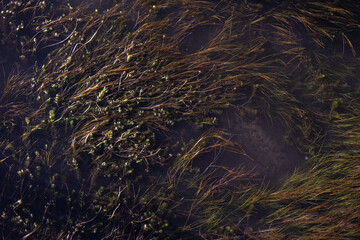 Algas verdes en lago. Textura