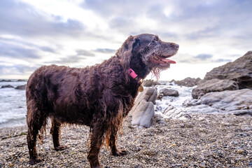 dog on the beach