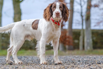 english springer spaniel