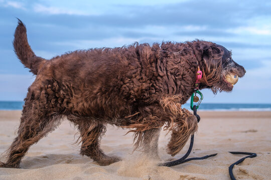 dog on the beach