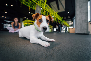 Cute small jack russell dog in gym