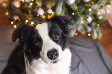 Funny cute puppy dog border collie near Christmas tree at home indoors. Dog and Christmas tree with defocused garland lights. Preparation for holiday. Happy Merry Christmas time concept
