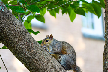 Naklejka na ściany i meble squirrel on tree