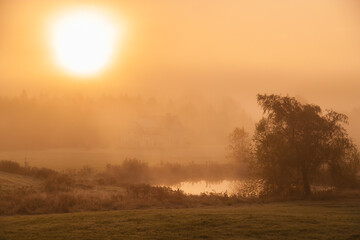 Fototapeta na wymiar Sunrise over tree in early morning fog