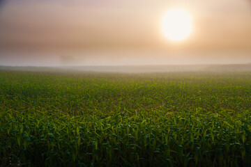 Sunrise over cornfield