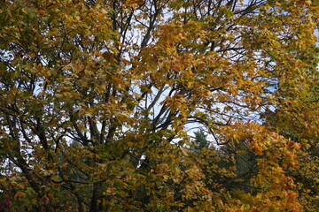 Close up of autumn marple foliage towards sky during autumn, fall time. Estonia, 2022