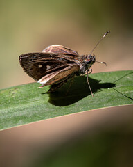 Mariposa